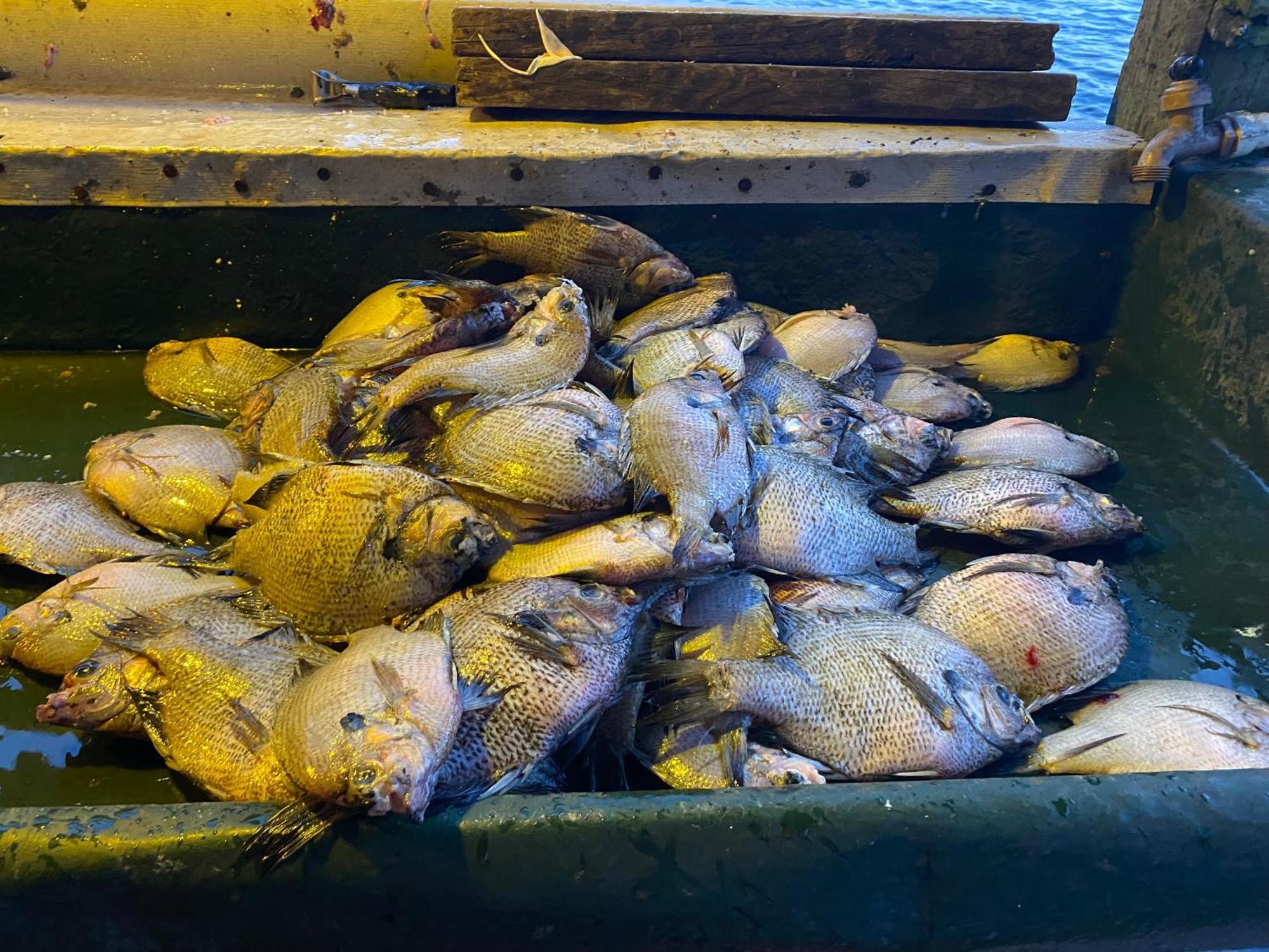 Stegbone'S Fish Camp And Resort Satsuma المظهر الخارجي الصورة
